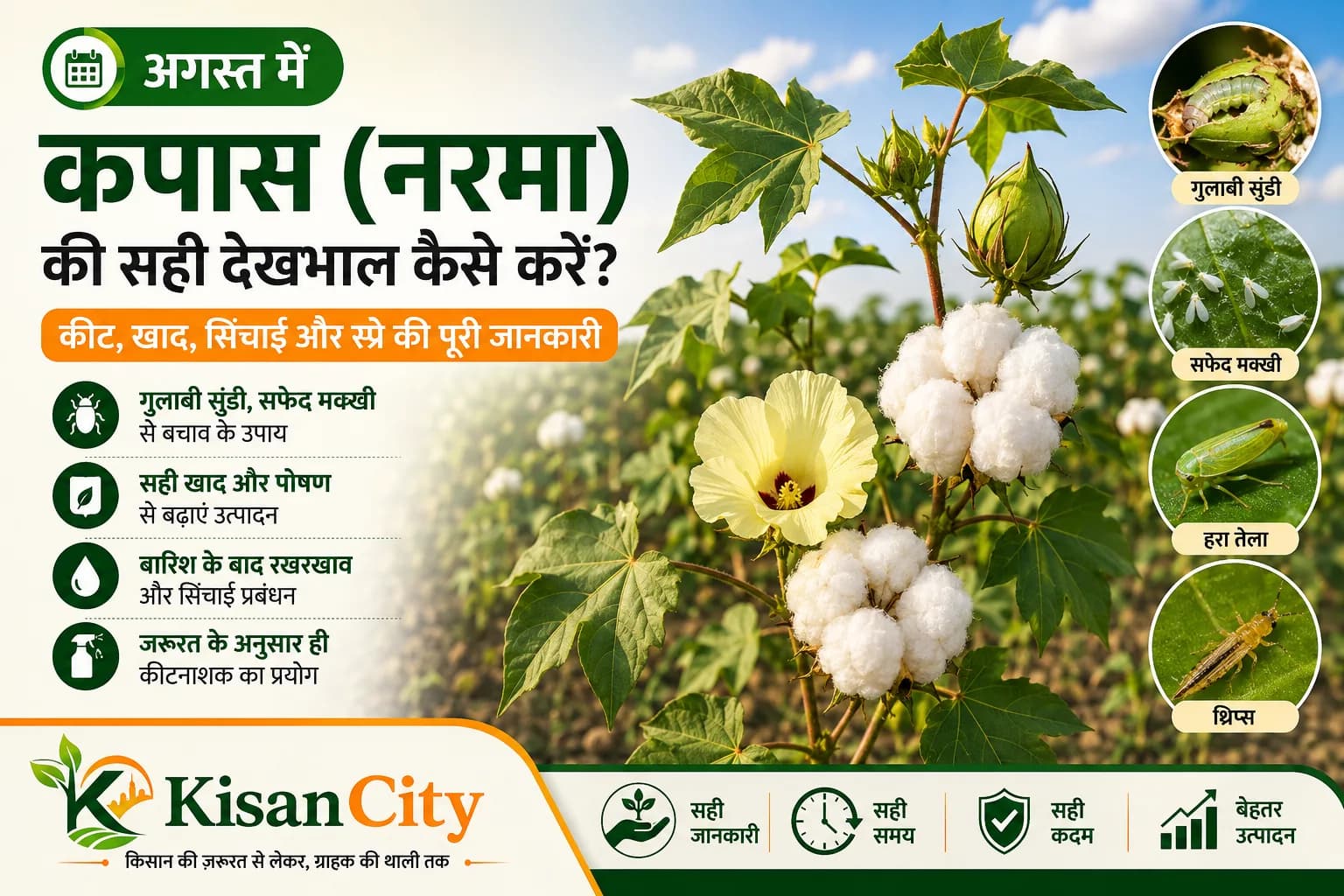अगस्त में कपास (नरमा) की देखभाल: गुलाबी सुंडी, सफेद मक्खी, हरा तेला, थ्रिप्स से बचाव, सही खाद, सिंचाई और फसल प्रबंधन की जानकारी।