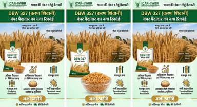 DBW 327 Wheat Seeds