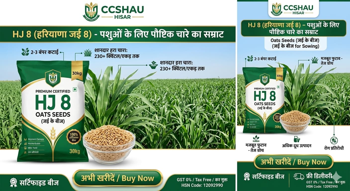 HJ 8 जई बीज (हरियाणा जई 8) - पशुओं के लिए बंपर पैदावार देने वाले मल्टीकट हरे चारे के बीज