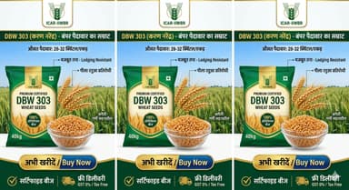 DBW 303 Wheat Seeds
