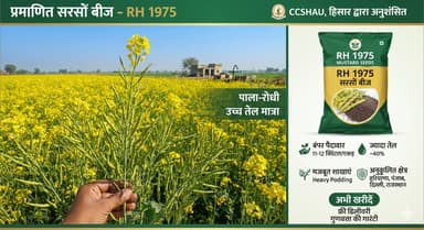 RH 1975 Mustard Seeds