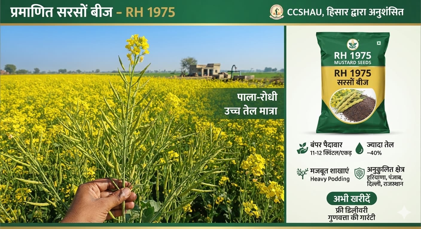 आरएच 1975 सरसों बीज